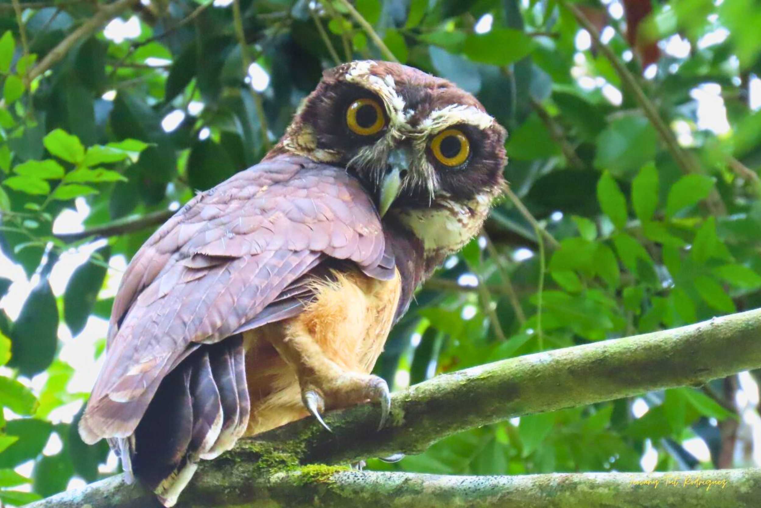 &quot;Descubre el Paraíso de las Aves: Una Expedición de Acción en los Ecosistemas de la Ruta del Jaguar&quot;